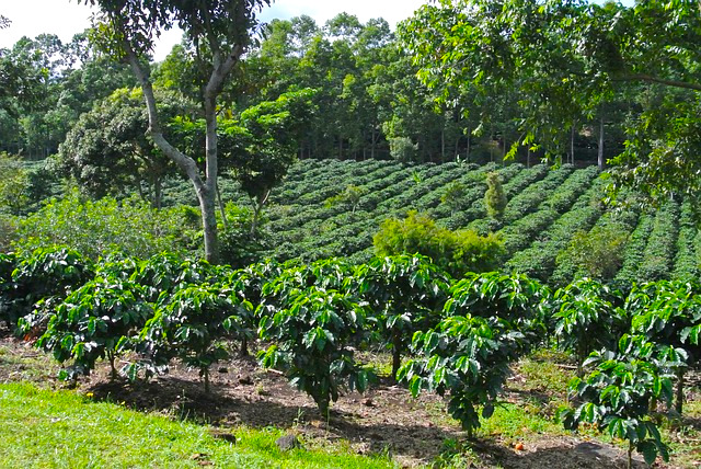 Kawa Świeżo Palona Salvador Organic Coffee Arabika Plantacja